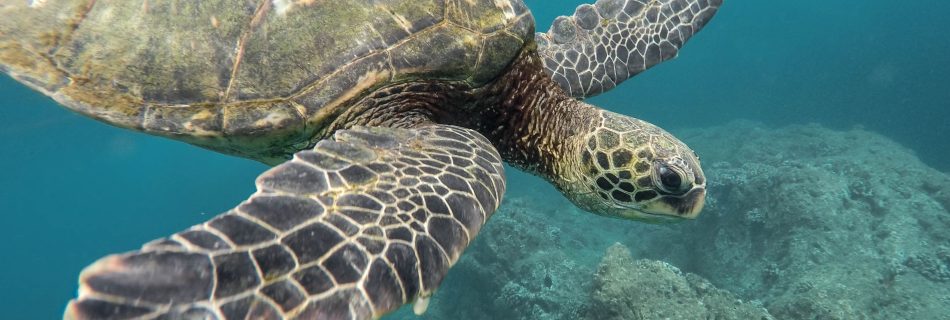 Imatge tortuga al mar