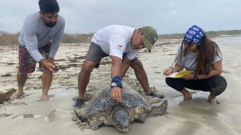 Persones atenent a una tortuga al mar