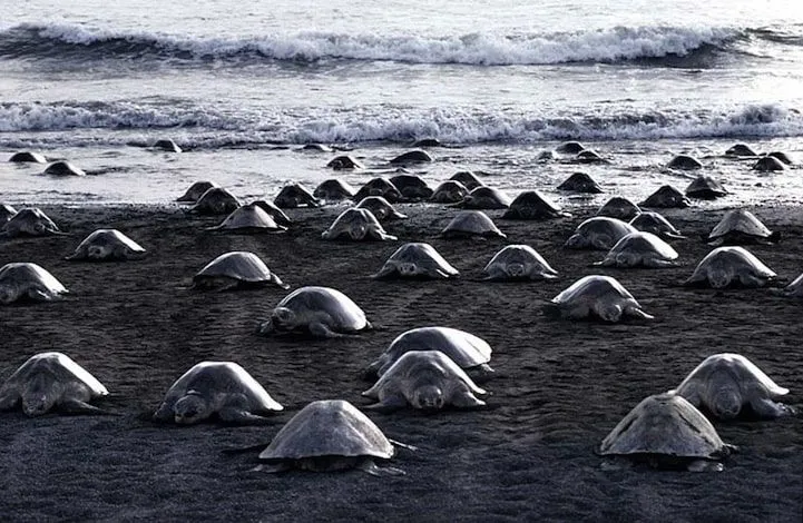 Tortugues a la platja