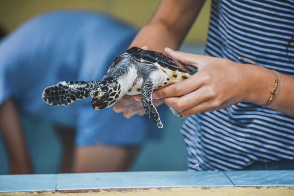 Tortuga agafada per una persona