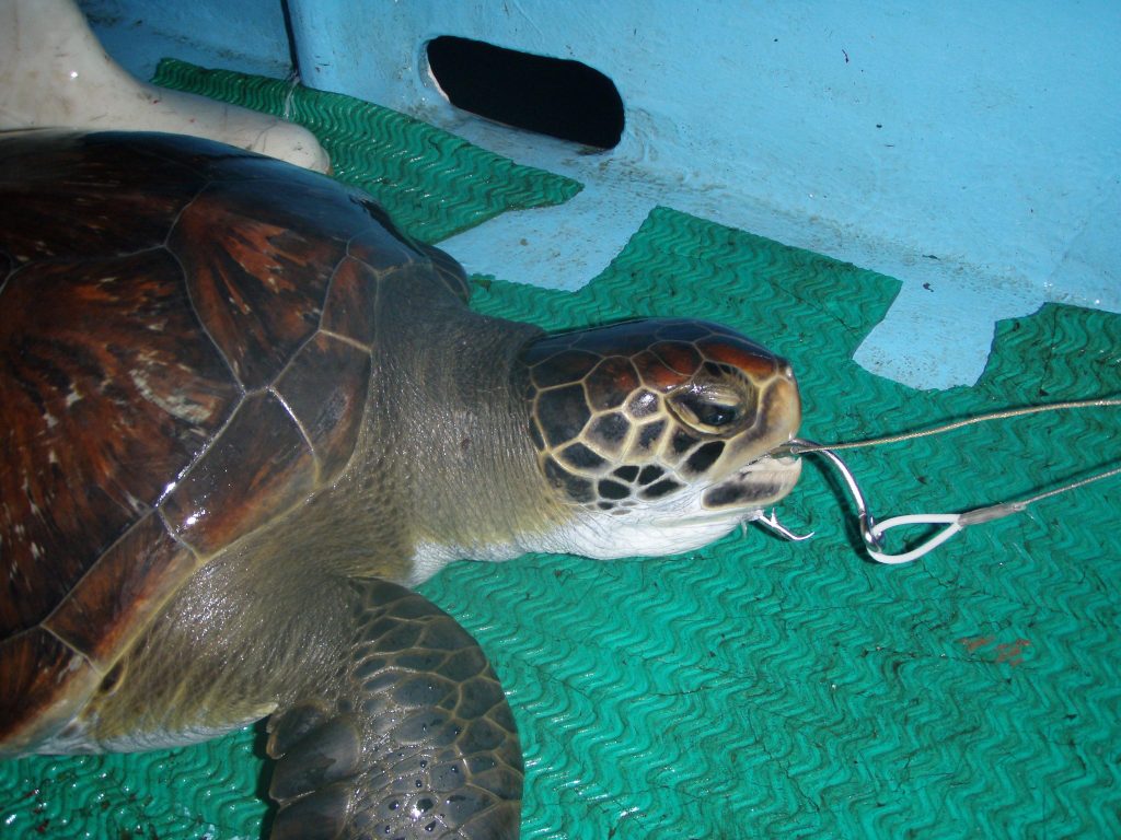 Fotografia on cura a una tortuga