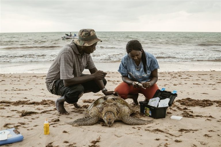 Persones atenent a una tortuga a la platja