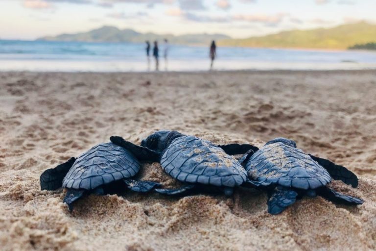 Tortugues a la platja