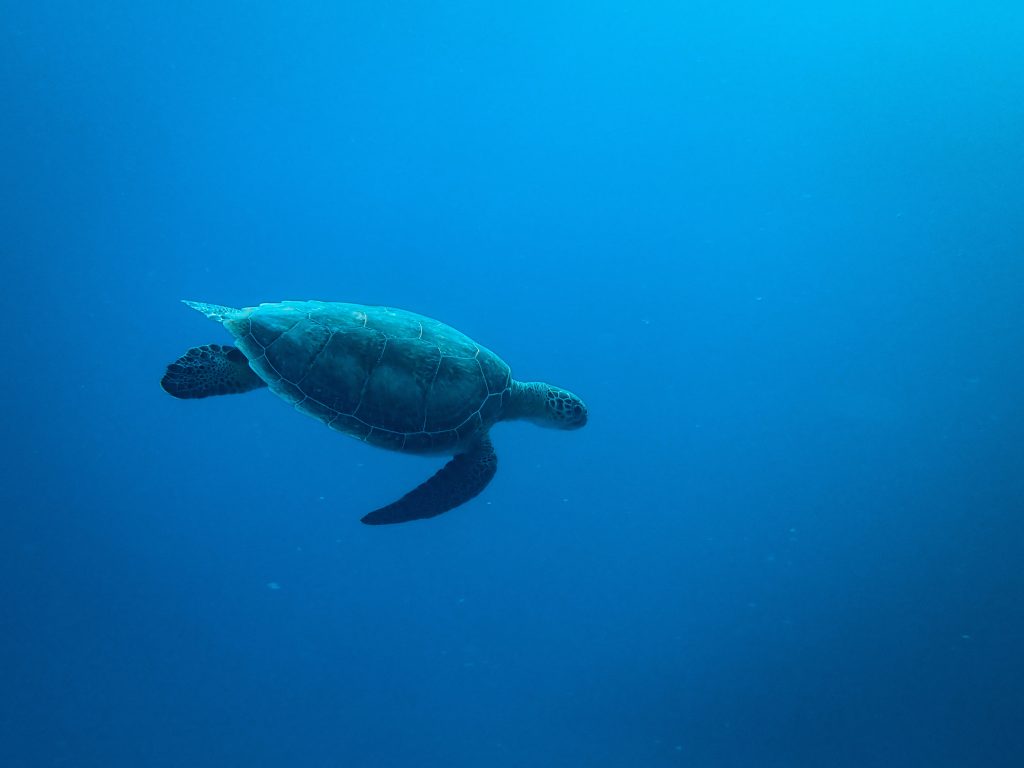 Una fotografia d'una tortuga